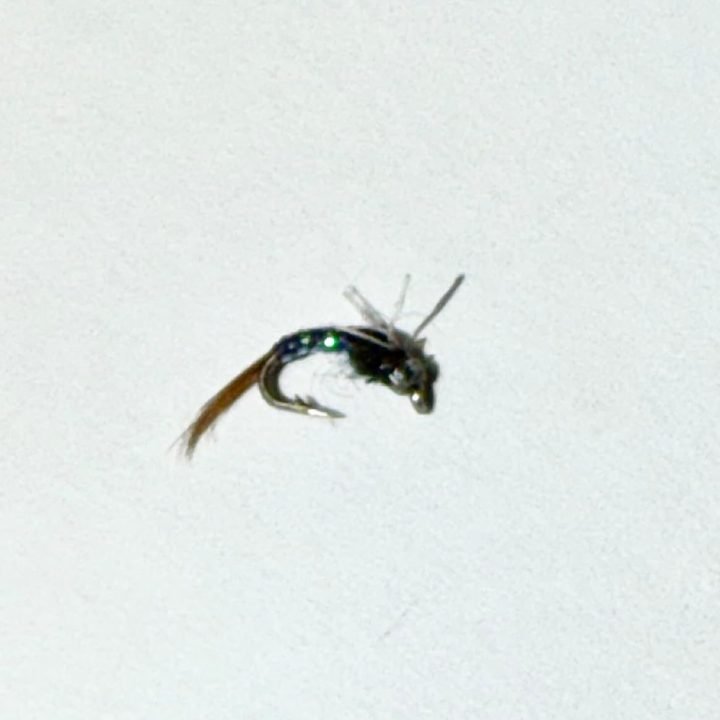 Purple Juju Baetis trout fly, size 20