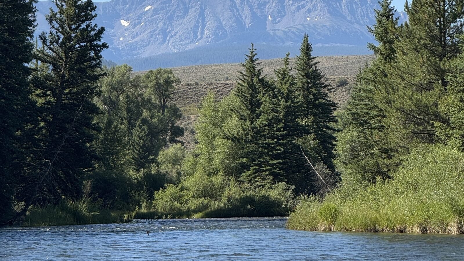A trout river running past a pine-lined bank below a mountain ridge